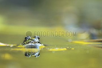 Pool Frog in a puddle in a summer evening France