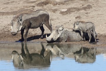 Family Desert Warthog near a watering place Etosha NP