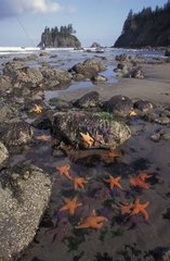 Shore at low tide with a group of Ochre Sea Stars