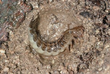Larva of Great Diving Beetle moulding its nest