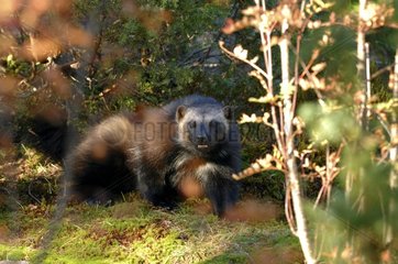 Wolverine in its biotope in the autumn Sweden