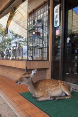 Sika deer lying in front of a store - Miyajima Island Japan