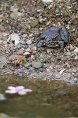 Frog National Park Sierra Morena Spain