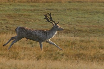 Fallow deer running in a clearing Great Britain