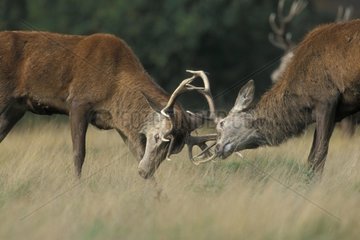 Two Red deers fighting