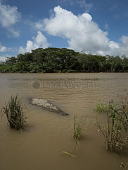 American crocodile (Crocodylus acutus)  Tarcoles river  Costa Rica  October