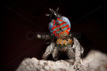 Peacock Jumping Spider (Maratus jactatus) male in full swing  dancing for a female spider  southern QLD Australia.