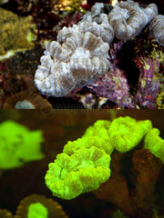 Fluorescent coral. Candy Cane Coral  Caulastrea furcata. Above photographed with daylight and bellow showing fluorescent colours photographed under special blue or ultraviolet light and filter. Many corals are intensely fluorescent under certain light wavelengths. Shallow water reef-building fluorescent corals seem to be more resistant to coral bleaching than other corals  and the higher the density of fluorescent pigments  the more likely to resist. This enables them to better protect the zooxanthellae that help sustain them. The pigments that fluoresce are photoproteins  and a current theory is that this acts as a type of sunscreen that prevents too much UV light damaging the zooxanthallae. These corals have the photoproteins above the zooxanthallae to protect them. Corals that grow in deeper water  where light is scarce  are using fluorescence to absorb UV light and reflect it back to the zooxanthallae to give them more light to turn into nutrients. These corals have the photoproteins below the zooxanthallae to reflect it back. Photographed in aquarium. Portugal
