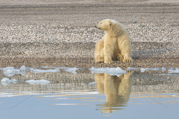 Polar bear (Ursus maritimus) adult male sitting at the water's edge  Wahlenbergfjord  Nordaustlandet  Spitzberg  Svalbard.