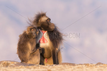 Gelada or Gelada baboon (Theropithecus gelada)  dominant male  grooming with a female  Debre Libanos  Rift Valley  Ethiopia  Africa