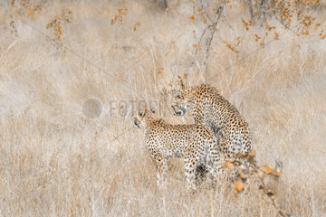 Cheetah (Acinonyx jubatus)  Kruger National park  South Africa