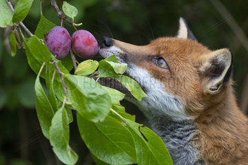 Red fox  (Vulpes vulpes) eating a plum  Engalnd