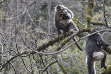 Black Snub-nosed Monkey (Rhinopithecus bieti) young female having kidnapped the baby from an adult female  Yunnan  China