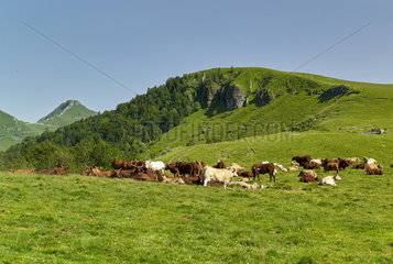 Herd of sucking cows of Salers breed with a Charolais bull to obtain cross-fed calves for butcher's meat  in mountain in the summer pastures  Valley of Mars  Cantal Mountains. Regional Natural Park of Auvergne Volcanoes  France