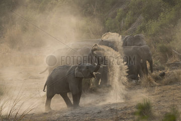 Asian or Asiatic elephant (Elephas maximus)  dust bath  Jim Corbett National Park  Uttarakhand  India