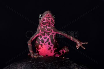 The Purple harlequin Toad (Atelopus spumarius barbotini) has only been discovered in 2013. They are found on Mt Nassau  Suriname  due to illegal gold mining they can be considered critically endangered.