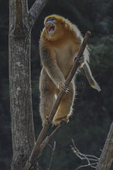 Golden snub-nosed monkey (Pygathrix roxellana) male in a tree  threat yawning  Shanxii  China