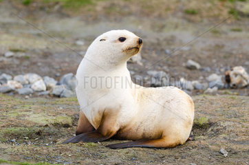 Female Antarctic fur seal (Arctocephalus gazella) leucic (also called isabelle)  South Georgia