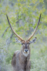 Portrait of Common Waterbuck (Kobus ellipsiprymnus) horned male in Kruger National park  South Africa