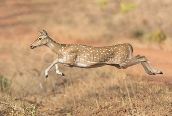 Chital or Cheetal or Chital deer  Spotted deer or Axis deer( Axis axis)  female adult running  Tadoba Andhari Tiger Reserve  Tadoba national park  Maharashtra  India