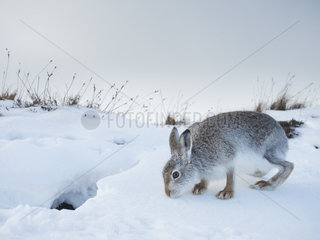 A Mountain Hare (Lepus timidus) emerges from her snow hole in the Cairnorms National Park  UK.