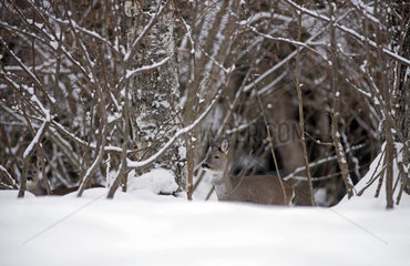 Roe deer (Capreolus capreolus) in the snow  France