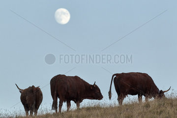 Salers cows and full moon in summer  Monts du Cantal  Regional Natural Park of Auvergne Volcanoes  France