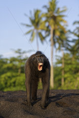 Portrait of Celebes crested macaque (Macaca nigra) threatening  Tangkoko National Park  Sulawesi  Indonesia