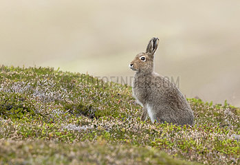 Mountain hare (Lepus timidus) amongst heather  Scotland