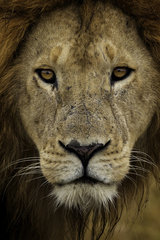 A portrait of a young male Lion (Panthera leo) in Kenya.