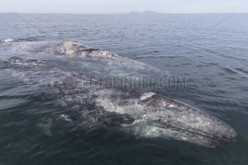 Gray Whale (Eschrichtius robustus)  mother and baby  Magdalena Bay (Madelaine Bay)  Puerto San Carlos  Baja California Sur  Mexico