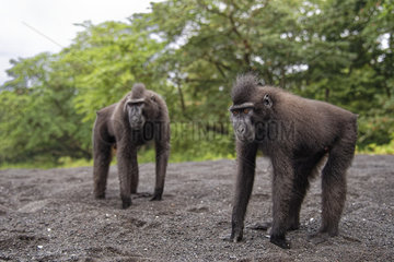 Two Celebes crested macaques (Macaca nigra) on black sand  Tangkoko National Park  Sulawesi  Indonesia