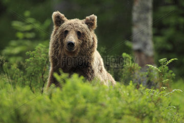 Brown Bear (Ursus arctos) young in the rain in the heart of a forest  Finland