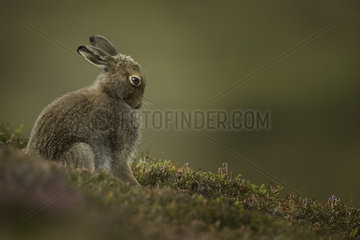 Mountain Hare (Lepus timidus). A Mountain Hare grooms in the late evening light in the Cairngorms National Park  UK.