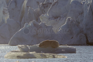 Polar bear (Ursus maritimus) adult male resting on a piece of ice  Nordaustlandet  Spitzberg  Svalbard.