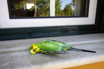 Dead parakeet after hitting a window. For birds  glass windows are worse than invisible  by reflecting foliage or sky  they look like inviting places to fly into. Sadly  the bird often dies  even when it is only temporarily stunned and manages to fly away. Many times these birds die later from internal bleeding or bruising  especially on the brain. There?s one additional reason: birds sometimes see their reflection in a window and attack it. This happens most frequently in the spring when territoriality is high. Note leg band. It's probably a bird that escaped from a birdcage. Portugal