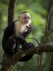 White-faced Capuchin Monkey (Cebus capucinus)  Manuel Antonio National Park  Costa Rica  October