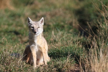 Corsac Fox (Vulpes corsac) sitting on grass