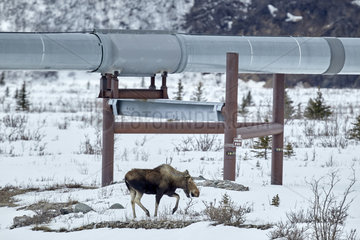 Moose (Alces alces) and Trans Alaska Pipeline System (TAPS) along the Richardson Highway near Paxson in the spring  Alaska