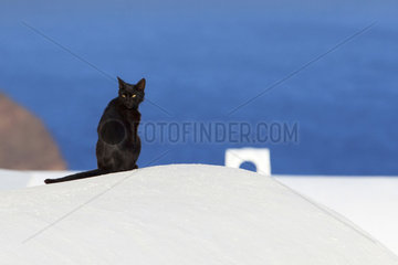 Cat sitting on a roof  Santorini  Greece