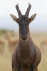 Topi (Damaliscus korrigum). A Topi stands watch in the Maasai Mara  Kenya.