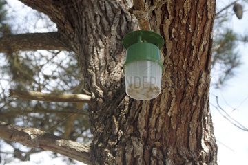 Pheromone trap of last generation without water and maintenance developed by INRA to fight biologically against pine processionary caterpillars at Cap d'Erquy  Cotes-d'Armor  France