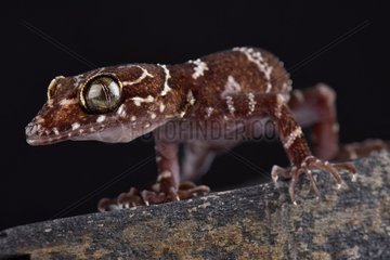 Thin-banded forest gecko (Cyrtodactylus consobrinus)