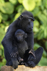 Celebes crested macaque (Macaca nigra) and young on a branch  Tangkoko National Park  Sulawesi  Indonesia