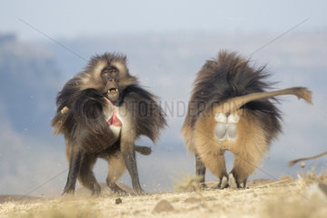 Gelada or Gelada baboon (Theropithecus gelada)  fight between two males  Debre Libanos  Rift Valley  Ethiopia  Africa