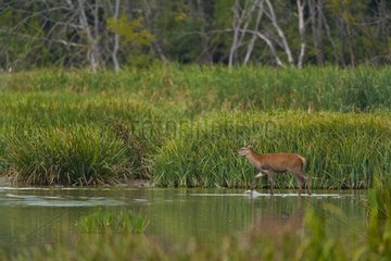Red Deer hind walking in a wetland in Spain