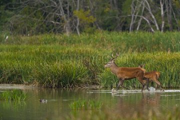 Red Deers walking in a wetland in Spain