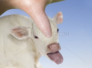Charolais calf sticking its tongue out behind a cow udder