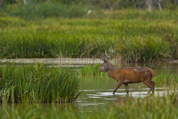 Male Red Deer walking in a wetland in Spain