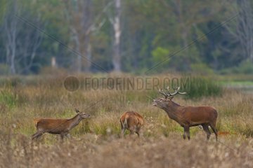 Male red deer roaring near a group of hinds Spain